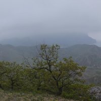 Природа Крыма :: Amazing Cosmea