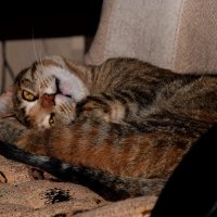 Зоська :: Павленко Михаил Зоська :: Павленко Михаил