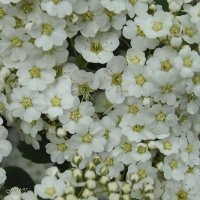 Спирея :: Freddy 97