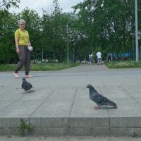 Голубки. :: Лютый Дровосек