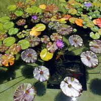 И на воде растут цветы :: Владимир Соколов (svladmir)