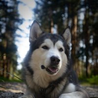 Ярик. :: leff Postnov Ярик. :: leff Postnov