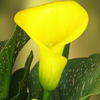 Желтая калла. :: Argaman Табашник