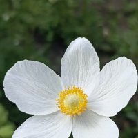 Весна в разгаре :: Pippa 