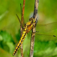 из сегодняшней съемки 2 :: Александр Прокудин