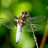 из сегодняшней съемки 5 :: Александр Прокудин из сегодняшней съемки 5 :: Александр Прокудин