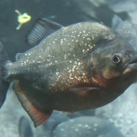 В Москвариуме - пиранья :: <<< Наташа >>>