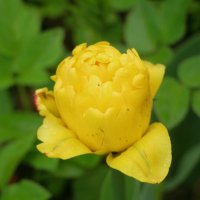 Цветочное настроение :: Наталья Герасимова Цветочное настроение :: Наталья Герасимова