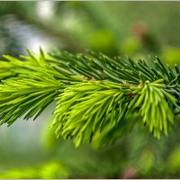 Весеннее обновление... :: Aquarius - Сергей Весеннее обновление... :: Aquarius - Сергей