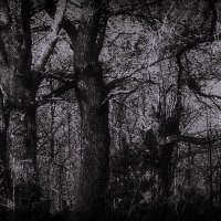 Дубы-колдуны... :: Владимир Шошин Дубы-колдуны... :: Владимир Шошин