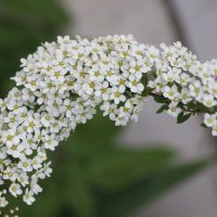 Цветочное настроение. Спирея :: Наталья Герасимова