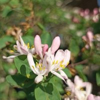 Весна в разгаре :: Pippa 