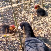 Лысухи :: Сапсан Лысухи :: Сапсан