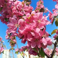 Яблоня :: Сапсан 