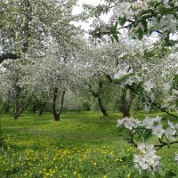 Яблоневый сад :: Лидия Бусурина