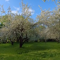 коломенские сады :: Галина R...