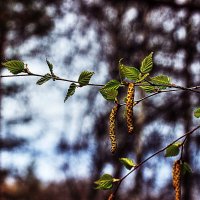 Май...И листочки, и сережки! :: Владимир 