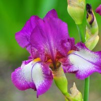 весенний цветок :: Vladimir Lisunov