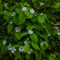 Айва :: Анатолий Чикчирный Айва :: Анатолий Чикчирный