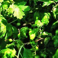 Смородина. Чёрная. :: Юрий Гайворонскiий