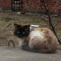 Голубоглазик :: Сергей Уткин