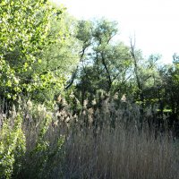 Природа  Крыма :: Валентин Семчишин