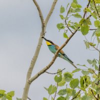 золотистые щурки :: юрий макаров золотистые щурки :: юрий макаров