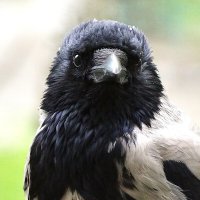 Нюрочка - Нюшечка :: kolyeretka Нюрочка - Нюшечка :: kolyeretka