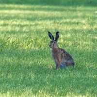 Зайка :: Александр 