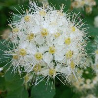 Спирея :: Елена Семигина Спирея :: Елена Семигина