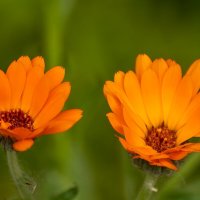 Календула :: Игорь Сикорский Календула :: Игорь Сикорский