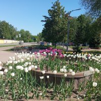 Мой город :: Елена Семигина