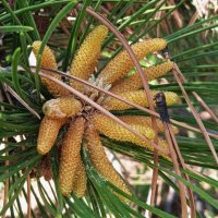 роза сосновая :: Елена Шаламова