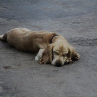 Мармарис  июнь  Турция :: Елена Шаламова