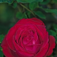 Роза :: Giant Tao /