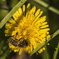 Сладкий одуванчик. :: Петр Беляков