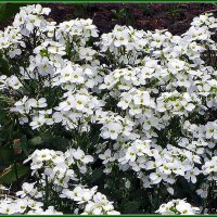 Арабис альпийский :: Ольга Довженко Арабис альпийский :: Ольга Довженко