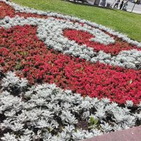 Цветник на Театральной :: Дмитрий Никитин Цветник на Театральной :: Дмитрий Никитин