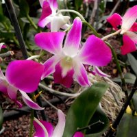 В парке орхидей :: Светлана Хращевская