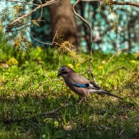 *** :: Дмитрий Лупандин *** :: Дмитрий Лупандин