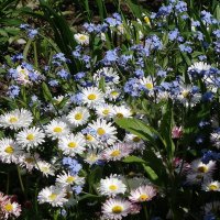 Маргапитки и незабудки :: Рита Симонова