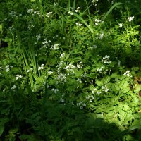 Сердечник луговой :: Oleg4618 Шутченко