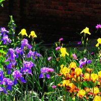 Разноцветье :: Юрий Гайворонскiий