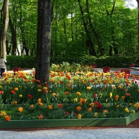 цветение тюльпанов :: Anna-Sabina Anna-Sabina цветение тюльпанов :: Anna-Sabina Anna-Sabina