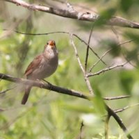Птица певчая. :: Вячеслав. Синицын