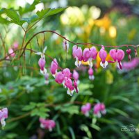 "Цветочки с утречка. Дача"© :: Владимир Макаров