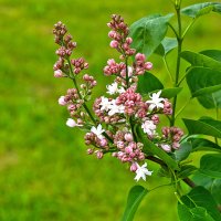 Начало цветения (сирень Огни Москвы) :: Светлана Начало цветения (сирень Огни Москвы) :: Светлана