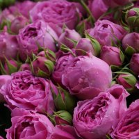 Роз много не бывает..... :: Алёна Савина