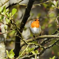 зарянка :: ИННА ПОРОХОВА