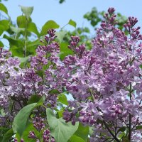 Сирень :: Freddy 97